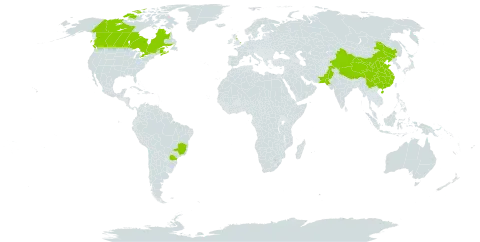 Potentilla anserina world distribution map, present in Brazil, Canada, China, France, United Kingdom of Great Britain and Northern Ireland, and Pakistan