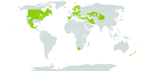 Potentilla argentea world distribution map, present in Afghanistan, Albania, Andorra, Armenia, Austria, Azerbaijan, Belgium, Bulgaria, Bosnia and Herzegovina, Belarus, Canada, Switzerland, China, Czech Republic, Germany, Denmark, Spain, Estonia, Finland, France, United Kingdom of Great Britain and Northern Ireland, Georgia, Greece, Croatia, Hungary, Iran (Islamic Republic of), Italy, Kazakhstan, Liberia, Liechtenstein, Lithuania, Luxembourg, Latvia, Moldova (Republic of), Mexico, North Macedonia, Montenegro, Netherlands, Norway, New Zealand, Pakistan, Poland, Romania, Saint Pierre and Miquelon, Serbia, Slovakia, Slovenia, Sweden, Turkey, Ukraine, United States of America, and South Africa