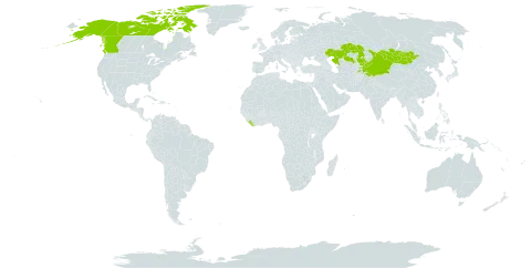 Potentilla biflora world distribution map, present in Canada, China, Kazakhstan, Kyrgyzstan, Liberia, Mongolia, Nepal, Pakistan, Tajikistan, and United States of America