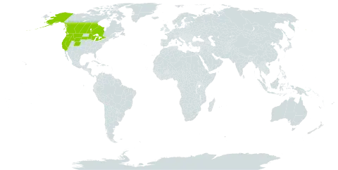 Potentilla gracilis var. flabelliformis world distribution map, present in Canada and United States of America