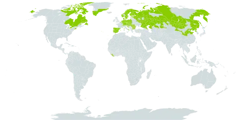 Potentilla grandiflora world distribution map, present in Andorra, Austria, Belgium, Bulgaria, Canada, Switzerland, China, Czech Republic, Germany, Denmark, Spain, Estonia, Finland, France, United Kingdom of Great Britain and Northern Ireland, Greenland, Croatia, Hungary, Italy, Kazakhstan, Liberia, Liechtenstein, Luxembourg, Mongolia, Netherlands, Norway, Poland, Korea (Democratic People's Republic of), Portugal, Romania, Russian Federation, Slovakia, Sweden, and United States of America