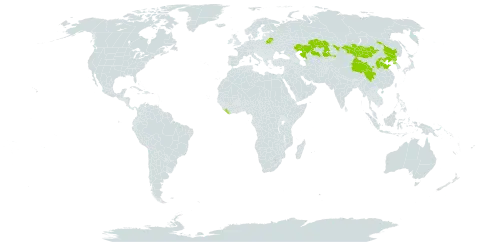 Potentilla longifolia world distribution map, present in Belarus, China, Kazakhstan, Liberia, Mongolia, and Korea (Democratic People's Republic of)