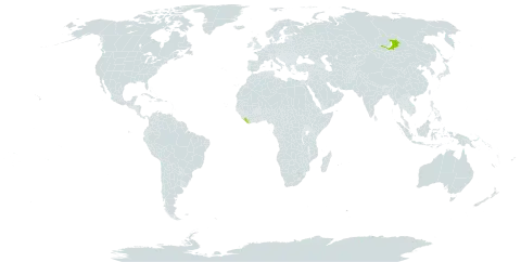 Potentilla mujensis world distribution map, present in Liberia and Russian Federation