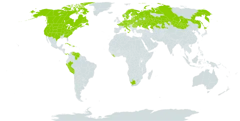 Potentilla norvegica world distribution map, present in Austria, Belgium, Belarus, Canada, Switzerland, Cuba, Czech Republic, Germany, Denmark, Dominican Republic, Estonia, Finland, France, United Kingdom of Great Britain and Northern Ireland, Croatia, Italy, Japan, Kazakhstan, Liberia, Liechtenstein, Lithuania, Latvia, Moldova (Republic of), Mongolia, Netherlands, Norway, Panama, Peru, Poland, Romania, Russian Federation, Saint Pierre and Miquelon, Slovakia, Slovenia, Sweden, Ukraine, United States of America, Venezuela (Bolivarian Republic of), and South Africa