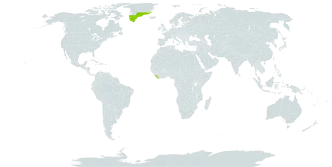 Potentilla rubella world distribution map, present in Greenland and Liberia