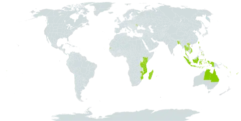 Premna serratifolia world distribution map, present in Andorra, Australia, Bangladesh, Cook Islands, Comoros, Fiji, Indonesia, Kenya, Moldova (Republic of), Madagascar, Maldives, Mozambique, Mauritius, Nauru, Pitcairn, Philippines, Réunion, Solomon Islands, Seychelles, Thailand, Tonga, Tuvalu, Taiwan, Province of China, Tanzania, United Republic of, United States of America, Viet Nam, Vanuatu, and Samoa