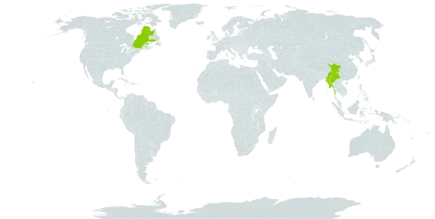 Primula bulleyana subsp. beesiana world distribution map, present in Canada, China, and Myanmar