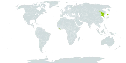 Primula sieboldii world distribution map, present in China, Japan, Liberia, and Korea (Democratic People's Republic of)