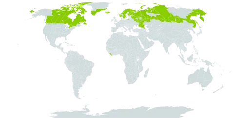 Primula stricta world distribution map, present in Canada, Finland, Greenland, Iceland, Liberia, Norway, Russian Federation, and Sweden