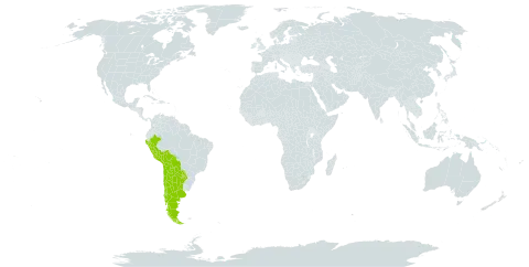 Prosopis alba var. panta world distribution map, present in Argentina, American Samoa, Bolivia (Plurinational State of), Chile, Peru, and Paraguay