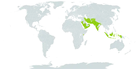 Prosopis cineraria world distribution map, present in Afghanistan, United Arab Emirates, Indonesia, India, Iran (Islamic Republic of), Kenya, Oman, Pakistan, Saudi Arabia, and Yemen