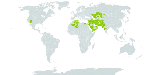 Prosopis farcta world distribution map, present in Afghanistan, United Arab Emirates, Azerbaijan, Bahrain, Cyprus, Algeria, Egypt, India, Iran (Islamic Republic of), Iraq, Israel, Jordan, Kazakhstan, Kuwait, Lebanon, Oman, Pakistan, Saudi Arabia, Syrian Arab Republic, Tajikistan, Turkmenistan, Tunisia, United States of America, Uzbekistan, and Yemen