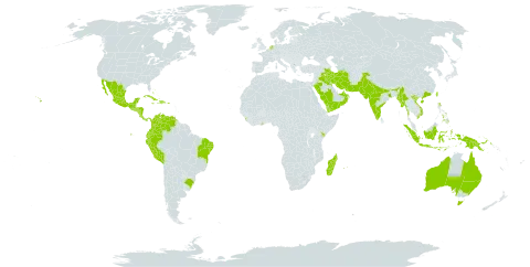 Prosopis juliflora world distribution map, present in United Arab Emirates, American Samoa, Antigua and Barbuda, Australia, Bahrain, Bahamas, Brazil, Barbados, China, Colombia, Costa Rica, Cuba, Dominican Republic, Ecuador, Ghana, Guatemala, Hong Kong, Honduras, Haiti, Indonesia, India, Iran (Islamic Republic of), Iraq, Jamaica, Kenya, Kuwait, Sri Lanka, Madagascar, Mexico, Myanmar, Montserrat, Mauritius, Nicaragua, Netherlands, Nepal, Oman, Pakistan, Panama, Peru, Philippines, Papua New Guinea, Puerto Rico, Réunion, Saudi Arabia, Singapore, El Salvador, Taiwan, Province of China, United States of America, Venezuela (Bolivarian Republic of), Viet Nam, and Yemen