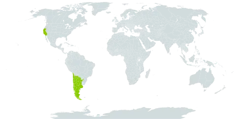 Prosopis strombulifera world distribution map, present in Argentina, American Samoa, Chile, and United States of America