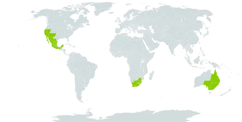 Prosopis velutina world distribution map, present in Australia, Ghana, Mexico, United States of America, and South Africa