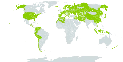 Prunella world distribution map, present in Afghanistan, Åland Islands, Albania, Austria, Bulgaria, Belarus, Bermuda, Bolivia (Plurinational State of), Switzerland, Chile, China, Colombia, Costa Rica, Cyprus, Czech Republic, Germany, Dominica, Denmark, Algeria, Spain, Finland, Falkland Islands (Malvinas), France, Micronesia (Federated States of), Georgia, Greece, Guatemala, Haiti, Hungary, Indonesia, Ireland, Iran (Islamic Republic of), Iraq, Iceland, Italy, Jamaica, Japan, Kazakhstan, Kyrgyzstan, Morocco, Montenegro, Malaysia, Norfolk Island, Nicaragua, Netherlands, Norway, Nepal, New Zealand, Pakistan, Peru, Palau, Poland, Korea (Democratic People's Republic of), Portugal, Romania, Russian Federation, Singapore, Sweden, Turks and Caicos Islands, Turkmenistan, Tunisia, Taiwan, Province of China, Ukraine, United States of America, Uzbekistan, Venezuela (Bolivarian Republic of), and Viet Nam