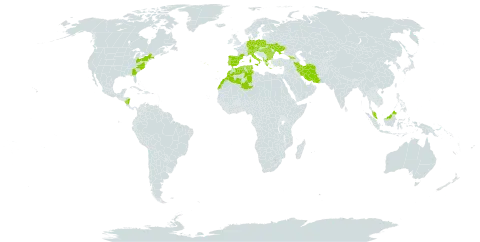 Prunella laciniata world distribution map, present in Albania, Austria, Bulgaria, Switzerland, Czech Republic, Germany, Algeria, Spain, France, Georgia, Greece, Hungary, Iran (Islamic Republic of), Italy, Morocco, Malaysia, Nicaragua, Poland, Portugal, Romania, Turks and Caicos Islands, Tunisia, Ukraine, and United States of America