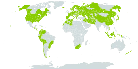 Prunella vulgaris world distribution map, present in Afghanistan, Åland Islands, Albania, Austria, Bulgaria, Belarus, Bermuda, Bolivia (Plurinational State of), Brazil, Canada, Switzerland, Chile, China, Colombia, Costa Rica, Cyprus, Czech Republic, Germany, Dominica, Denmark, Algeria, Spain, Finland, Falkland Islands (Malvinas), France, Micronesia (Federated States of), United Kingdom of Great Britain and Northern Ireland, Georgia, Greece, Guatemala, Haiti, Hungary, Indonesia, Ireland, Iran (Islamic Republic of), Iraq, Iceland, Italy, Jamaica, Japan, Kazakhstan, Kyrgyzstan, Morocco, Montenegro, Malaysia, Norfolk Island, Nicaragua, Netherlands, Norway, Nepal, New Zealand, Pakistan, Peru, Palau, Poland, Korea (Democratic People's Republic of), Portugal, Romania, Russian Federation, Singapore, Sweden, Turks and Caicos Islands, Turkmenistan, Tunisia, Taiwan, Province of China, Ukraine, United States of America, Uzbekistan, Venezuela (Bolivarian Republic of), Viet Nam, and South Africa