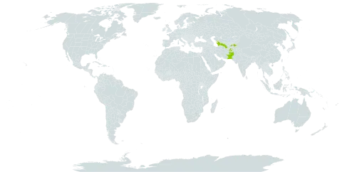 Prunus brahuica world distribution map, present in Afghanistan, Pakistan, Tajikistan, and Turkmenistan