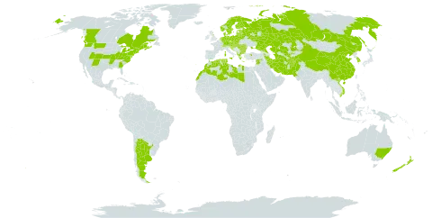 Prunus cerasus world distribution map, present in Afghanistan, Albania, Argentina, Armenia, Australia, Austria, Bulgaria, Bosnia and Herzegovina, Belarus, Canada, Switzerland, China, Czech Republic, Germany, Denmark, Algeria, Spain, Estonia, Finland, France, United Kingdom of Great Britain and Northern Ireland, Greece, Croatia, Hungary, Iran (Islamic Republic of), Italy, Kazakhstan, Korea (Republic of), Libya, Lithuania, Latvia, Morocco, Moldova (Republic of), North Macedonia, Malta, Netherlands, Norway, New Zealand, Pakistan, Poland, Portugal, Romania, Russian Federation, Serbia, Slovakia, Slovenia, Sweden, Syrian Arab Republic, Tajikistan, Turkmenistan, Tunisia, Turkey, Ukraine, United States of America, Uzbekistan, and Viet Nam