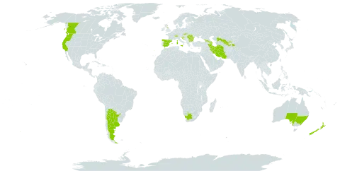 Prunus laurocerasus world distribution map, present in Argentina, Australia, Azerbaijan, Bulgaria, Canada, Switzerland, Spain, France, United Kingdom of Great Britain and Northern Ireland, Georgia, Croatia, Iran (Islamic Republic of), Italy, New Zealand, Portugal, Romania, Serbia, Slovakia, Tajikistan, United States of America, Uzbekistan, and South Africa