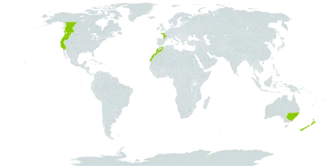 Prunus lusitanica world distribution map, present in Australia, Canada, Spain, France, Morocco, New Zealand, Portugal, and United States of America