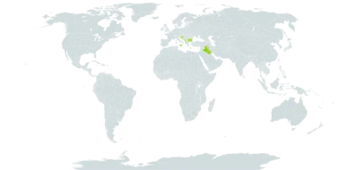 Prunus webbii world distribution map, present in Albania, Bulgaria, Greece, Croatia, Iraq, Italy, North Macedonia, and Montenegro