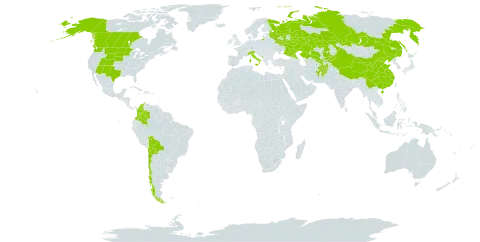 Psathyrostachys juncea world distribution map, present in Afghanistan, Bolivia (Plurinational State of), Canada, Chile, China, Colombia, Italy, Kazakhstan, Kyrgyzstan, Montenegro, Russian Federation, United States of America, and Uzbekistan