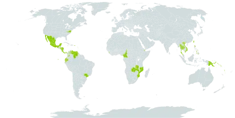 Pseuderanthemum carruthersii world distribution map, present in Antigua and Barbuda, Bonaire, Sint Eustatius and Saba, Belize, Brazil, Barbados, Cameroon, Cook Islands, Colombia, Costa Rica, Djibouti, Dominica, Ecuador, Fiji, Micronesia (Federated States of), Guadeloupe, Grenada, Guam, Honduras, Jamaica, Kiribati, Saint Lucia, Sri Lanka, Maldives, Mexico, Marshall Islands, Myanmar, Northern Mariana Islands, Mozambique, Montserrat, Martinique, Nicaragua, Niue, Panama, Philippines, Palau, Papua New Guinea, Puerto Rico, Solomon Islands, Thailand, Trinidad and Tobago, Tuvalu, Taiwan, Province of China, United States Minor Outlying Islands, United States of America, Venezuela (Bolivarian Republic of), Viet Nam, Vanuatu, and Zambia