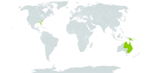 Pseuderanthemum variabile world distribution map, present in Australia, Papua New Guinea, Puerto Rico, and United States of America