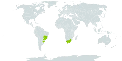 Pseudocrossidium replicatum world distribution map, present in Brazil and South Africa