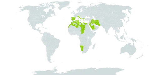 Pseudodictamnus world distribution map, present in Albania, Algeria, Egypt, Spain, Greece, Iran (Islamic Republic of), Iraq, Italy, Libya, Morocco, Namibia, Palau, Portugal, Saudi Arabia, Singapore, Turks and Caicos Islands, Chad, and Tunisia