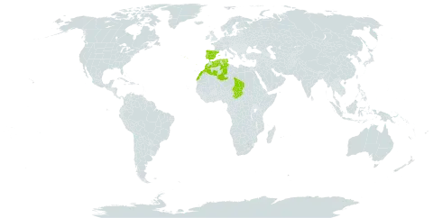 Pseudodictamnus hirsutus world distribution map, present in Algeria, Spain, Morocco, Portugal, Chad, and Tunisia