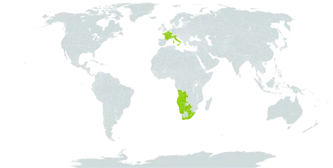 Pseudognaphalium undulatum world distribution map, present in Angola, Belgium, Botswana, France, Italy, Lesotho, Namibia, and South Africa