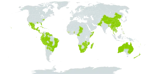 Psidium guajava world distribution map, present in Anguilla, Argentina, American Samoa, Antigua and Barbuda, Australia, Benin, Bonaire, Sint Eustatius and Saba, Burkina Faso, Bangladesh, Bahamas, Belize, Bolivia (Plurinational State of), Brazil, Barbados, Bhutan, China, Cameroon, Cook Islands, Colombia, Cabo Verde, Costa Rica, Cuba, Cayman Islands, Dominica, Ecuador, Fiji, Micronesia (Federated States of), Guinea, Guadeloupe, Equatorial Guinea, Grenada, Guatemala, French Guiana, Guam, Guyana, Honduras, India, Jamaica, Cambodia, Lao People's Democratic Republic, Saint Lucia, Sri Lanka, Madagascar, Maldives, Mexico, Marshall Islands, Myanmar, Northern Mariana Islands, Mozambique, Montserrat, Martinique, Mauritius, Malawi, Namibia, Nicaragua, Niue, Nepal, New Zealand, Pakistan, Panama, Peru, Philippines, Palau, Puerto Rico, Portugal, Paraguay, Réunion, Singapore, El Salvador, Somalia, Sao Tome and Principe, Suriname, Turks and Caicos Islands, Chad, Thailand, Tonga, Trinidad and Tobago, Taiwan, Province of China, United States of America, Saint Vincent and the Grenadines, Venezuela (Bolivarian Republic of), Viet Nam, Vanuatu, Samoa, South Africa, Zambia, and Zimbabwe