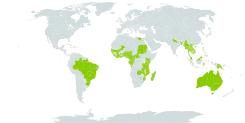 Psophocarpus scandens world distribution map, present in Angola, Australia, Burundi, Benin, Bonaire, Sint Eustatius and Saba, Bangladesh, Brazil, Barbados, Central African Republic, China, Côte d'Ivoire, Cameroon, Congo, Comoros, Egypt, Fiji, Gabon, Ghana, Guinea, Guinea-Bissau, Indonesia, India, Jamaica, Kenya, Cambodia, Lao People's Democratic Republic, Liberia, Sri Lanka, Madagascar, Mali, Myanmar, Northern Mariana Islands, Mozambique, Mauritius, Malawi, Malaysia, Mayotte, Nigeria, Nepal, Philippines, Papua New Guinea, Réunion, Sudan, Senegal, Singapore, Sierra Leone, Togo, Thailand, Taiwan, Province of China, Tanzania, United Republic of, Uganda, Viet Nam, and Zambia