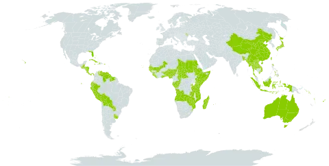 Psychotria world distribution map, present in Angola, Andorra, Australia, Benin, Burkina Faso, Bangladesh, Bahamas, Belize, Bermuda, Bolivia (Plurinational State of), Central African Republic, China, Congo, Cook Islands, Comoros, Cabo Verde, Costa Rica, Cuba, Cayman Islands, Dominica, Ecuador, Ethiopia, Fiji, Gabon, Ghana, Guinea, Gambia, Guinea-Bissau, Guatemala, Guyana, Honduras, Haiti, Indonesia, Jamaica, Japan, Kenya, Lao People's Democratic Republic, Liberia, Moldova (Republic of), Madagascar, Mali, Myanmar, Mozambique, Mauritius, Norfolk Island, Nigeria, Nicaragua, Nepal, Panama, Peru, Philippines, Puerto Rico, Paraguay, Réunion, Rwanda, Sudan, Senegal, Solomon Islands, Sierra Leone, Somalia, Suriname, eSwatini, Seychelles, Chad, Togo, Thailand, Tonga, Taiwan, Province of China, Tanzania, United Republic of, Uganda, Uruguay, United States of America, Venezuela (Bolivarian Republic of), Viet Nam, Vanuatu, Wallis and Futuna, Samoa, Zambia, and Zimbabwe