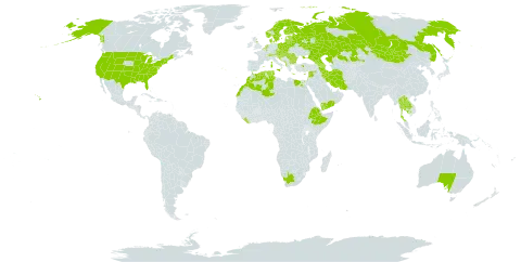 Pteridium aquilinum world distribution map, present in Albania, Andorra, Armenia, Australia, Austria, Azerbaijan, Belgium, Bulgaria, Bosnia and Herzegovina, Belarus, Switzerland, Cyprus, Czech Republic, Denmark, Algeria, Egypt, Spain, Estonia, Ethiopia, Finland, France, United Kingdom of Great Britain and Northern Ireland, Georgia, Greece, Croatia, Hungary, Iran (Islamic Republic of), Israel, Italy, Kazakhstan, Cambodia, Lao People's Democratic Republic, Lebanon, Liberia, Liechtenstein, Lithuania, Luxembourg, Latvia, Morocco, North Macedonia, Malta, Montenegro, Mongolia, Netherlands, Norway, Poland, Portugal, Palestine, State of, Romania, Russian Federation, San Marino, Serbia, Slovakia, Slovenia, Sweden, Syrian Arab Republic, Thailand, Tunisia, Turkey, Ukraine, United States of America, Yemen, and South Africa