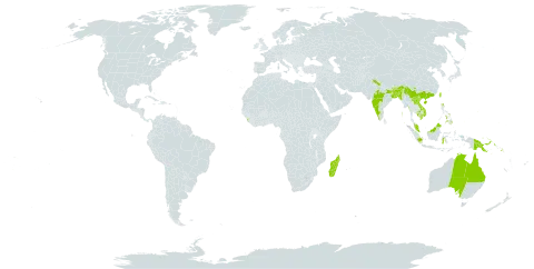 Pteris biaurita subsp. fornicata world distribution map, present in American Samoa, Australia, Bangladesh, Bhutan, China, Comoros, Fiji, Micronesia (Federated States of), Guam, Indonesia, India, Cambodia, Lao People's Democratic Republic, Sri Lanka, Madagascar, Myanmar, Northern Mariana Islands, Malaysia, Mayotte, Nepal, Philippines, Palau, Papua New Guinea, Solomon Islands, Tonga, Taiwan, Province of China, United States of America, Viet Nam, and Samoa