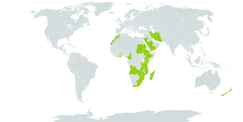 Pteris dentata world distribution map, present in Angola, Burundi, Cameroon, Cabo Verde, Ethiopia, Ghana, Equatorial Guinea, Iran (Islamic Republic of), Kenya, Lebanon, Lesotho, Morocco, Madagascar, Mozambique, Mauritius, Malawi, New Zealand, Réunion, Rwanda, Saudi Arabia, Sudan, Saint Helena, Ascension and Tristan da Cunha, Sao Tome and Principe, eSwatini, Tanzania, United Republic of, Uganda, Yemen, South Africa, Zambia, and Zimbabwe