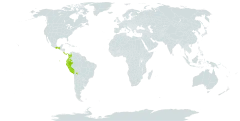 Pteris muricatopedata world distribution map, present in Bolivia (Plurinational State of), Colombia, Costa Rica, Ecuador, Mexico, Panama, and Peru