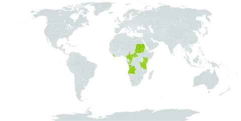 Pteris preussii world distribution map, present in Angola, Burundi, Central African Republic, Cameroon, Congo, Equatorial Guinea, Kenya, Liberia, Rwanda, Sudan, Tanzania, United Republic of, and Uganda