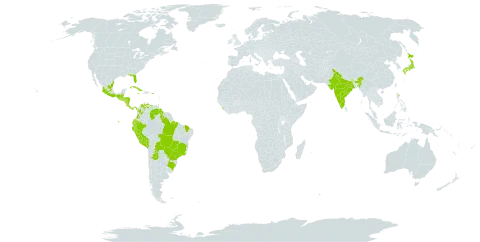 Pteris quadriaurita world distribution map, present in Argentina, Belize, Bolivia (Plurinational State of), Brazil, Colombia, Costa Rica, Cuba, Ecuador, Guadeloupe, Guatemala, Guyana, Honduras, India, Jamaica, Japan, Sri Lanka, Mexico, Montserrat, Martinique, Nicaragua, Panama, Peru, Puerto Rico, Paraguay, El Salvador, Trinidad and Tobago, United States of America, and Venezuela (Bolivarian Republic of)