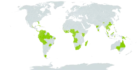 Pteris tripartita world distribution map, present in Angola, Argentina, American Samoa, Australia, Bolivia (Plurinational State of), Brazil, Central African Republic, China, Côte d'Ivoire, Cameroon, Congo, Colombia, Costa Rica, Cuba, Ecuador, Fiji, Micronesia (Federated States of), Gabon, Ghana, Guinea, Equatorial Guinea, French Guiana, Guam, Indonesia, India, Jamaica, Kenya, Kiribati, Lao People's Democratic Republic, Liberia, Saint Lucia, Sri Lanka, Madagascar, Mexico, Marshall Islands, Northern Mariana Islands, Mauritius, Malaysia, Mayotte, Nigeria, Niue, Nauru, Panama, Peru, Philippines, Palau, Papua New Guinea, Puerto Rico, Réunion, Singapore, Solomon Islands, Sierra Leone, Sao Tome and Principe, Suriname, Seychelles, Thailand, Tonga, Trinidad and Tobago, Tuvalu, Taiwan, Province of China, Tanzania, United Republic of, Uganda, United States of America, Venezuela (Bolivarian Republic of), Viet Nam, Wallis and Futuna, Samoa, and South Africa