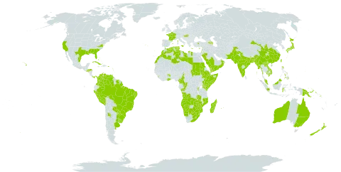 Pteris vittata subsp. vittata world distribution map, present in Angola, Argentina, Armenia, Antigua and Barbuda, Australia, Azerbaijan, Burundi, Bangladesh, Bahamas, Brazil, Barbados, Botswana, China, Cameroon, Congo, Colombia, Comoros, Cabo Verde, Cuba, Cyprus, Djibouti, Dominica, Algeria, Spain, Ethiopia, France, Micronesia (Federated States of), Ghana, Guadeloupe, Greece, Grenada, Guam, Honduras, Hungary, Indonesia, India, Israel, Italy, Jamaica, Japan, Kenya, Cambodia, Saint Kitts and Nevis, Lao People's Democratic Republic, Lebanon, Libya, Saint Lucia, Sri Lanka, Lesotho, Morocco, Madagascar, Mexico, Malta, Myanmar, Northern Mariana Islands, Mozambique, Montserrat, Martinique, Mauritius, Malawi, Malaysia, Mayotte, Namibia, Nepal, New Zealand, Oman, Pakistan, Panama, Peru, Philippines, Palau, Papua New Guinea, Puerto Rico, Portugal, Paraguay, Palestine, State of, Réunion, Rwanda, Saudi Arabia, Sudan, Singapore, Solomon Islands, El Salvador, Somalia, Sao Tome and Principe, Suriname, eSwatini, Tonga, Trinidad and Tobago, Tunisia, Turkey, Taiwan, Province of China, Tanzania, United Republic of, Uganda, Uruguay, United States of America, Venezuela (Bolivarian Republic of), Viet Nam, Yemen, South Africa, Zambia, and Zimbabwe