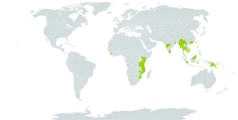 Pterocarpus indicus world distribution map, present in Angola, Brunei Darussalam, China, Fiji, Indonesia, India, Kenya, Cambodia, Sri Lanka, Maldives, Myanmar, Northern Mariana Islands, Mozambique, Mauritius, Malaysia, Philippines, Papua New Guinea, Réunion, Singapore, Solomon Islands, Sierra Leone, Seychelles, Thailand, Timor-Leste, Taiwan, Province of China, Tanzania, United Republic of, United States of America, and Viet Nam