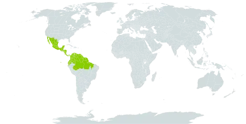 Pterocarpus officinalis world distribution map, present in American Samoa, Bonaire, Sint Eustatius and Saba, Belize, Brazil, Colombia, Comoros, Costa Rica, Ecuador, Guatemala, French Guiana, Guyana, Honduras, Mexico, Nicaragua, Panama, Suriname, and Venezuela (Bolivarian Republic of)