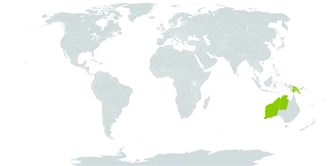 Pterocaulon paradoxum world distribution map, present in Australia and Papua New Guinea