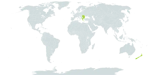 Ptilostemon afer subsp. afer world distribution map, present in Albania, Bulgaria, Greece, North Macedonia, Montenegro, New Zealand, Romania, and Serbia