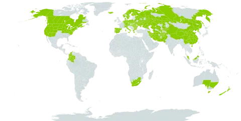 Puccinellia distans world distribution map, present in Afghanistan, Australia, Austria, Bulgaria, Belarus, Canada, Switzerland, China, Colombia, Czech Republic, Germany, Denmark, Spain, Finland, France, Micronesia (Federated States of), Greece, Hungary, Ireland, Iran (Islamic Republic of), Iceland, Italy, Kazakhstan, Kyrgyzstan, Montenegro, Malaysia, Netherlands, Norway, New Zealand, Pakistan, Palau, Poland, Korea (Democratic People's Republic of), Portugal, Romania, Russian Federation, Sweden, Turks and Caicos Islands, Turkmenistan, Ukraine, United States of America, Uzbekistan, and South Africa